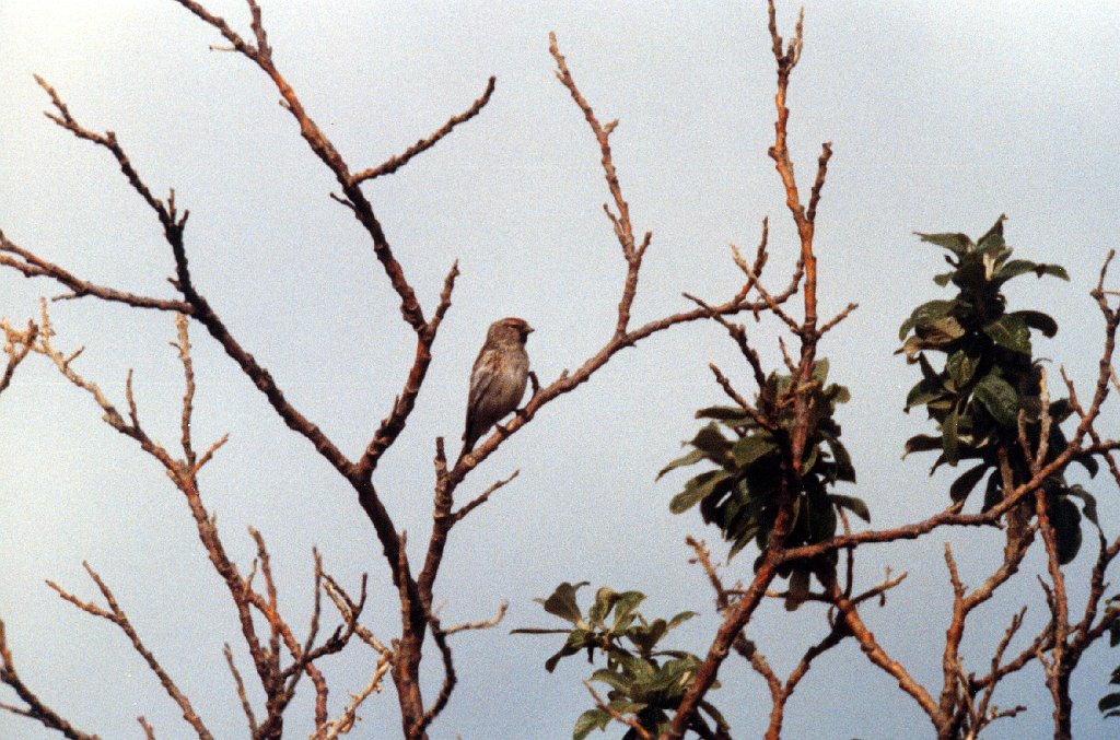 Redpoll, Common BL05P01I16 Alaska vacation 1993 Denali.jpg - Common Redpoll